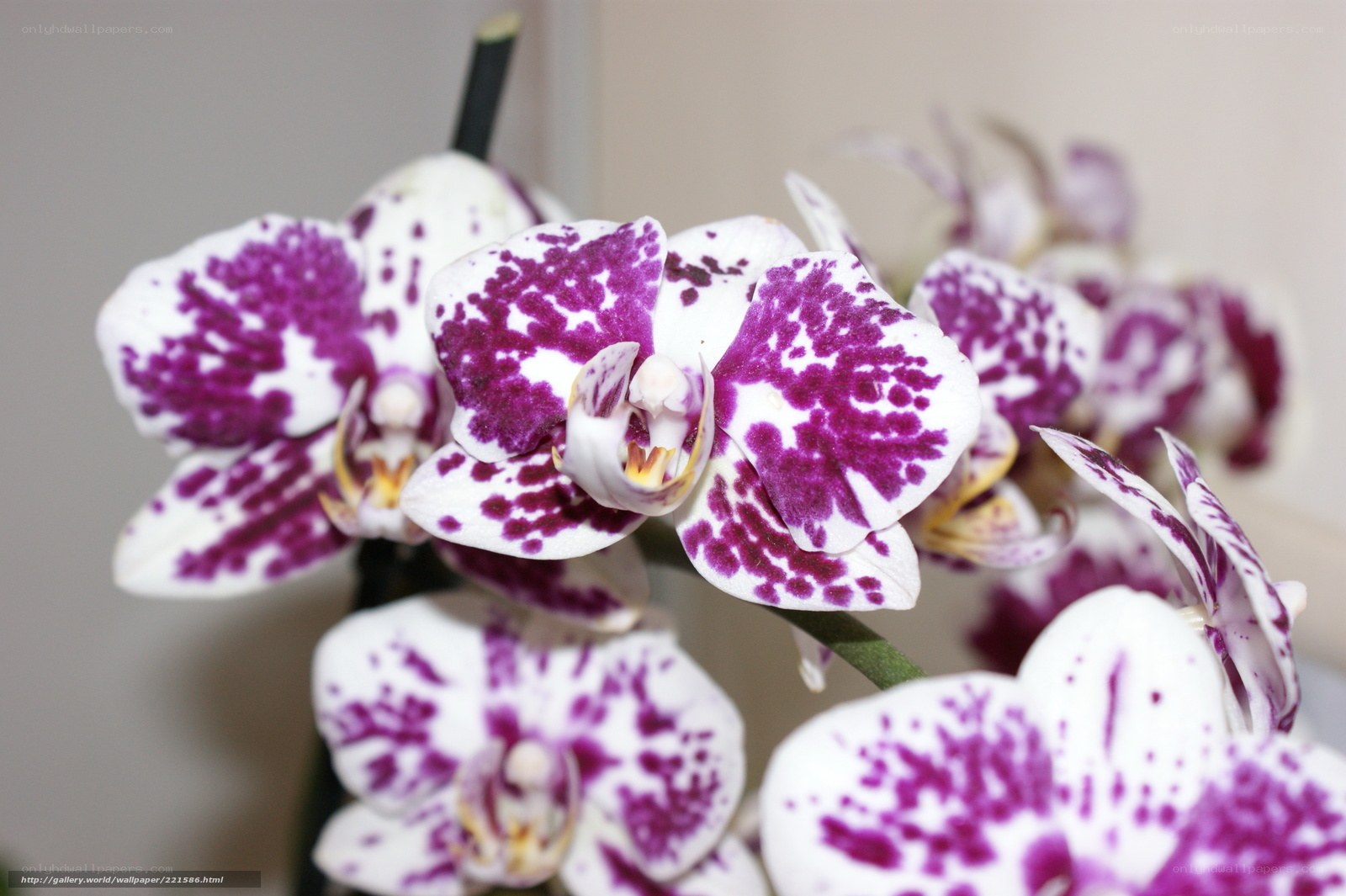 purple-spotted orchid flowers