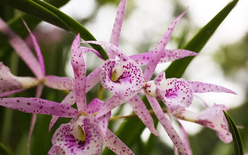 Purple Spotted Orchid — Pink, Calm