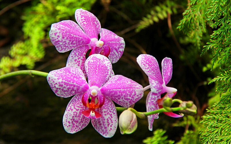 Purple Spotted Orchid — Pink