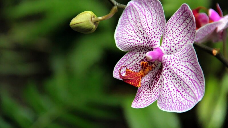 Purple Spotted Orchid — Serene