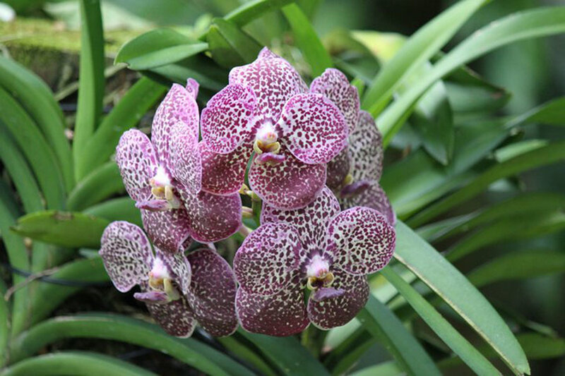 Purple Spotted Orchid