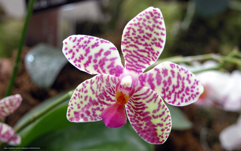 Purple-spotted Orchid — White, Calm