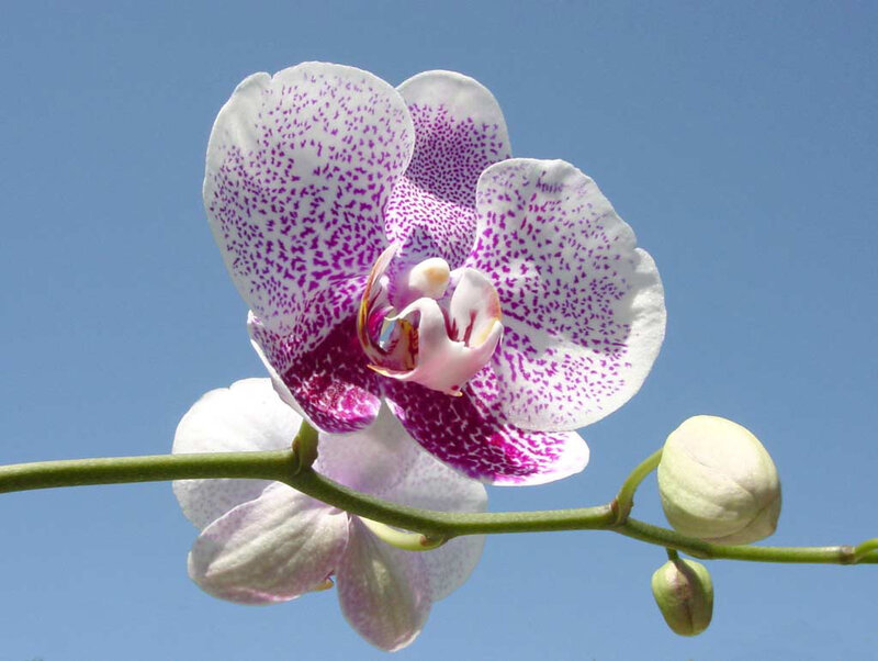 Purple-spotted Orchid — White, Serene