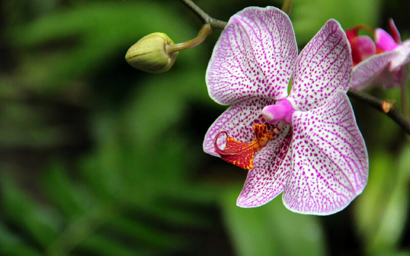 Purple-spotted Orchid — White