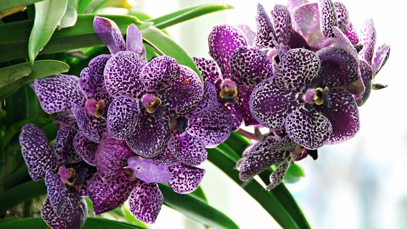 Purple Spotted Orchids — Calm, Photograph