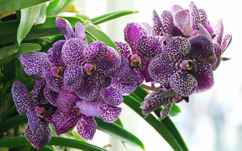 Purple Spotted Orchids — Calm