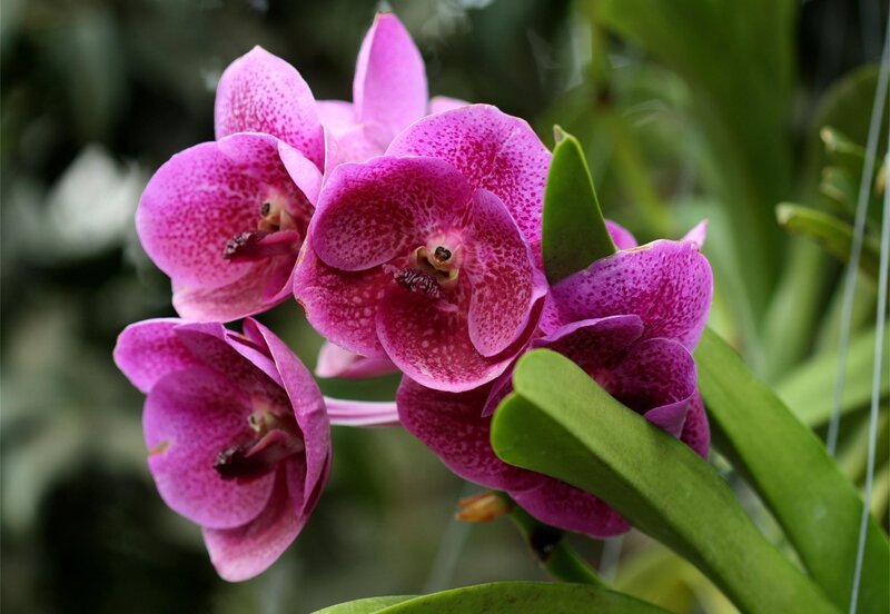 Purple Spotted Orchids — Natural, Photograph