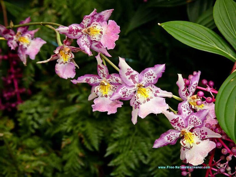Purple Spotted Orchids — Natural
