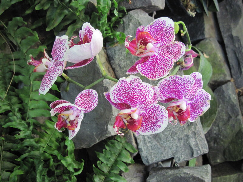 Purple-spotted Orchids — Pink, Natural