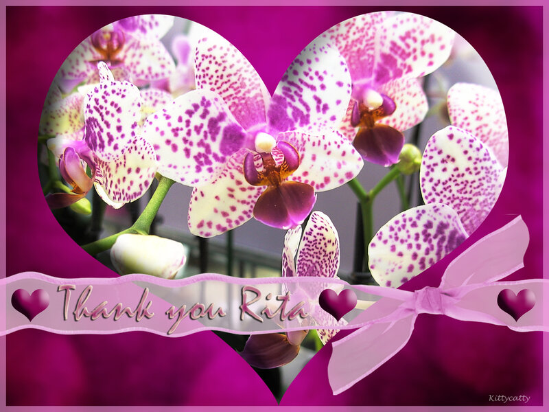 Purple Spotted Orchids — Pink