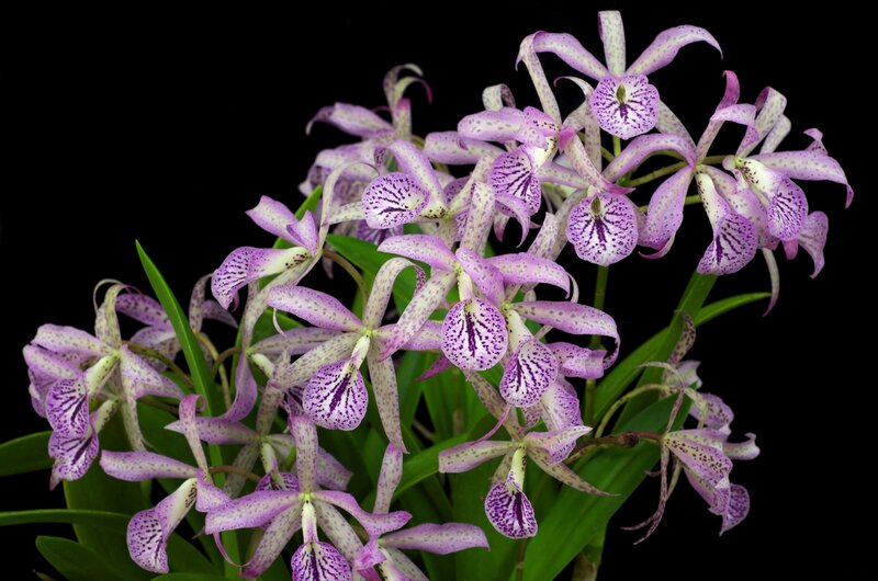 purple spotted orchids