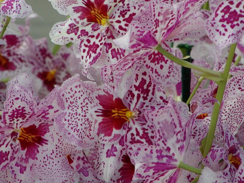 Purple-spotted Orchids — White, Calm
