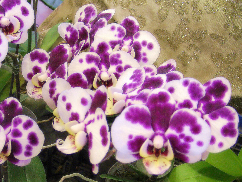 Purple-spotted Orchids — White
