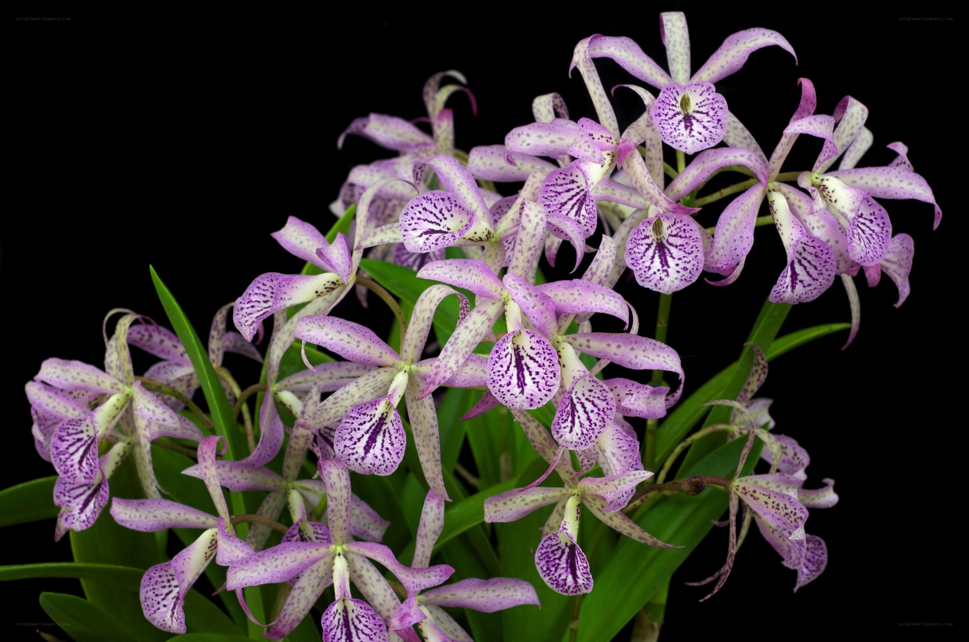 purple spotted orchids