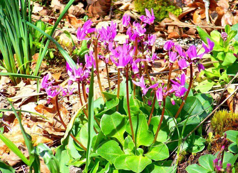 Purple Spring Flowers — Natural