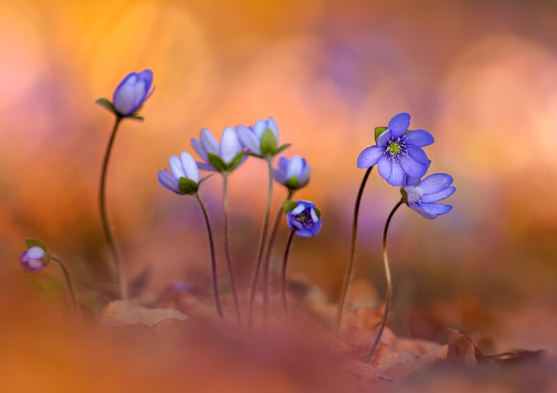Purple Spring Flowers