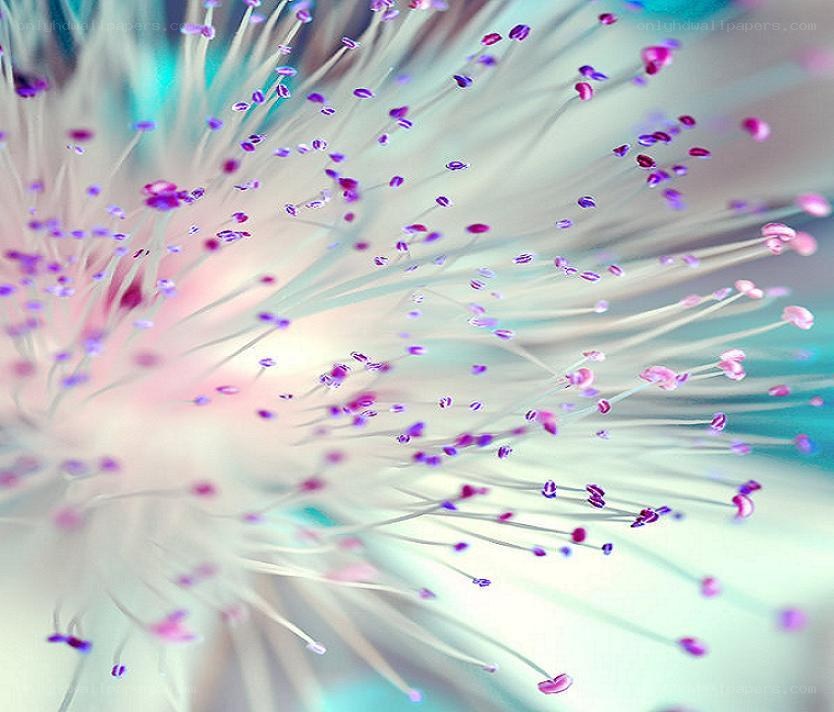 Purple stamen close-up