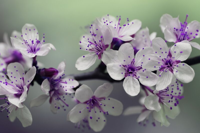 purple-stamened white blossoms