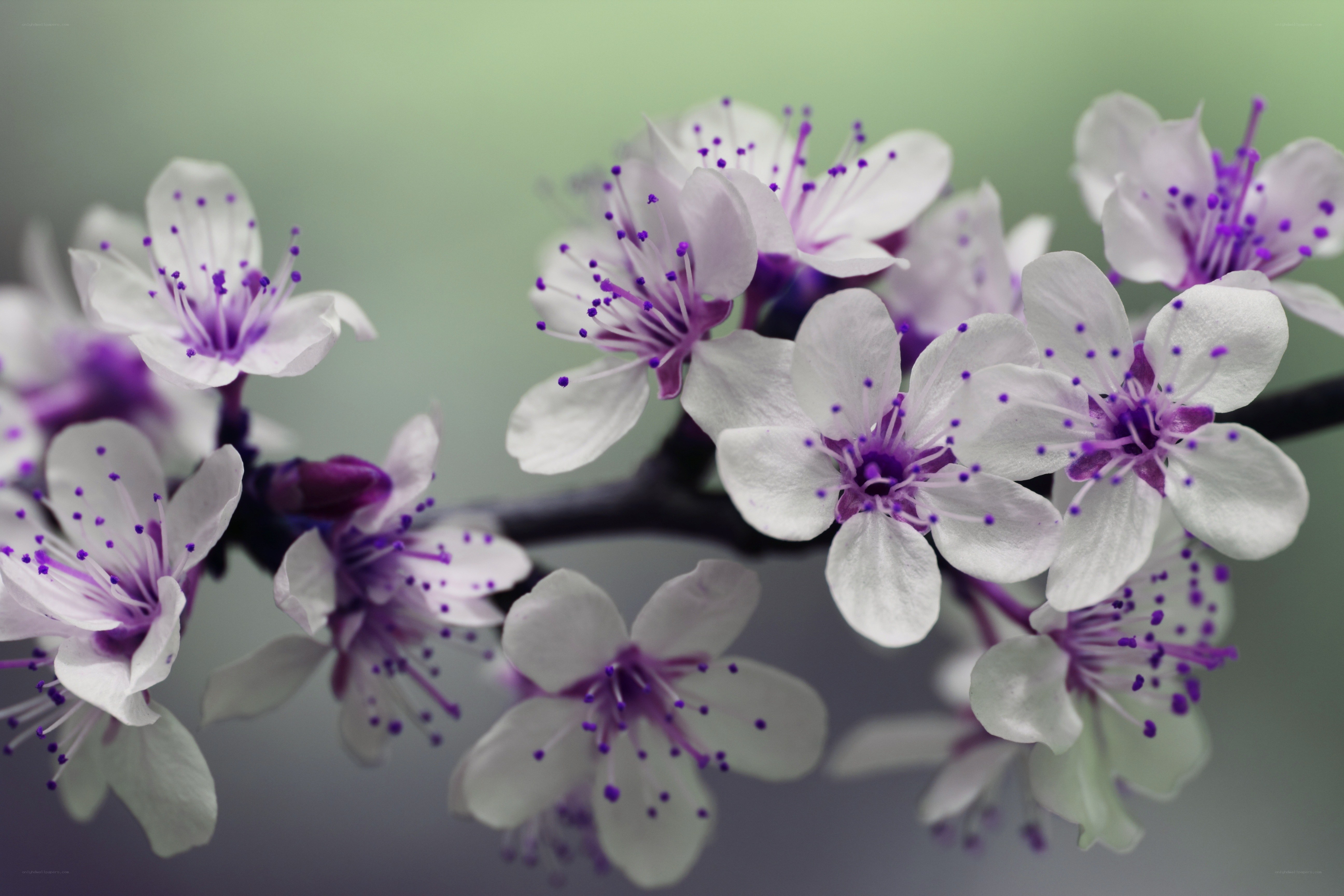 purple-stamened white blossoms