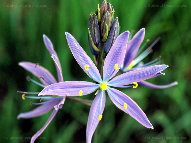 purple star-shaped flower