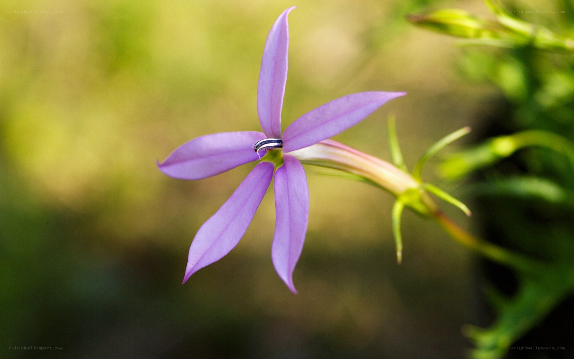 purple star-shaped flower