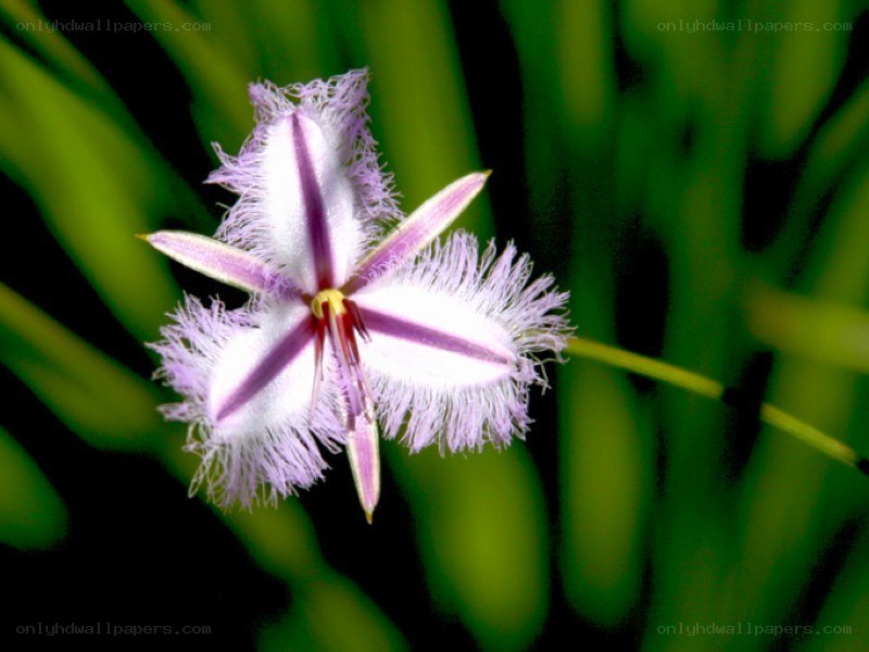 Purple star-shaped flower