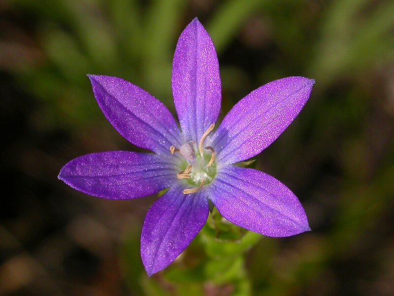 Purple Star-shaped Flower — Calm