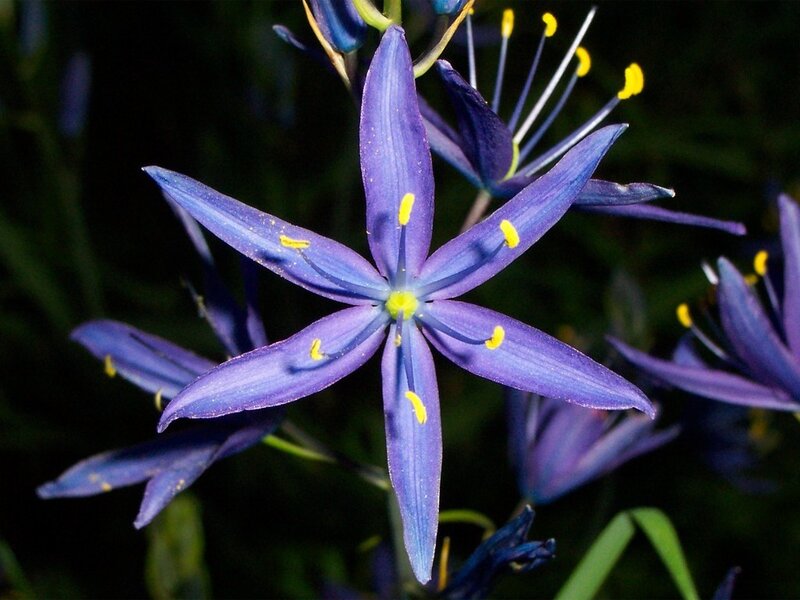 Purple Star-shaped Flower — Natural