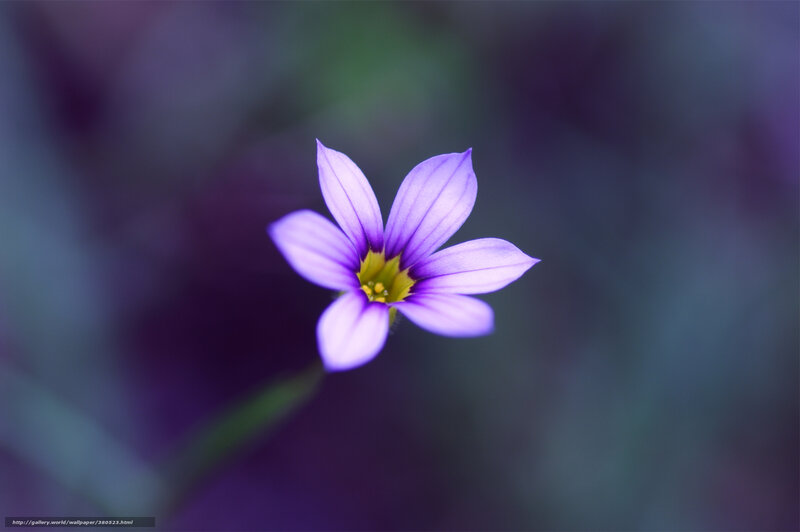 Purple Star-shaped Flower — Serene, Photograph, Stem