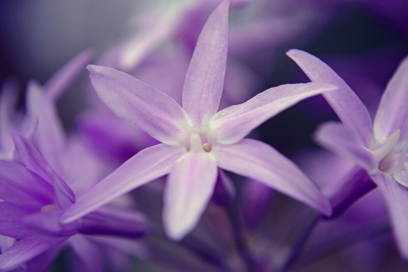 Purple Star-shaped Flower — Serene, Photograph