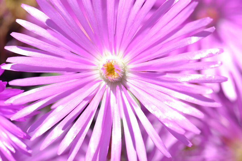Purple Star-shaped Flower — Serene