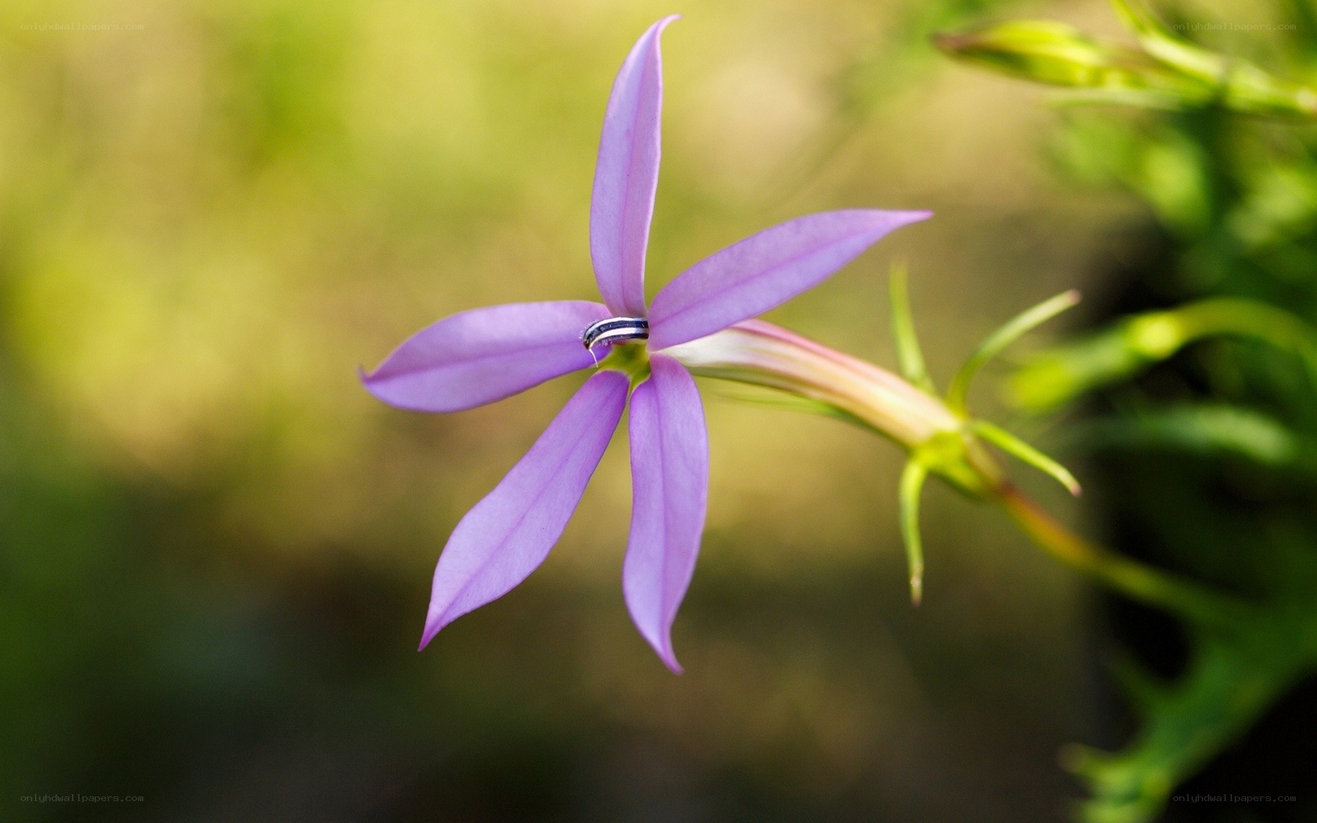 purple star-shaped flower