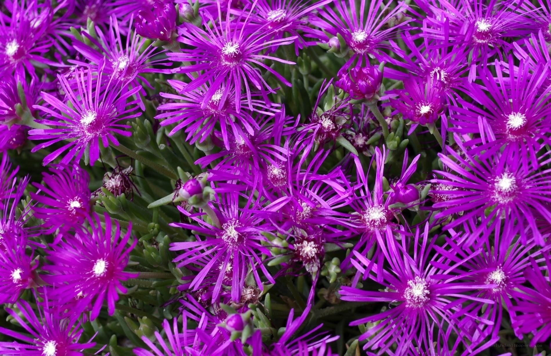 Purple star-shaped flowers
