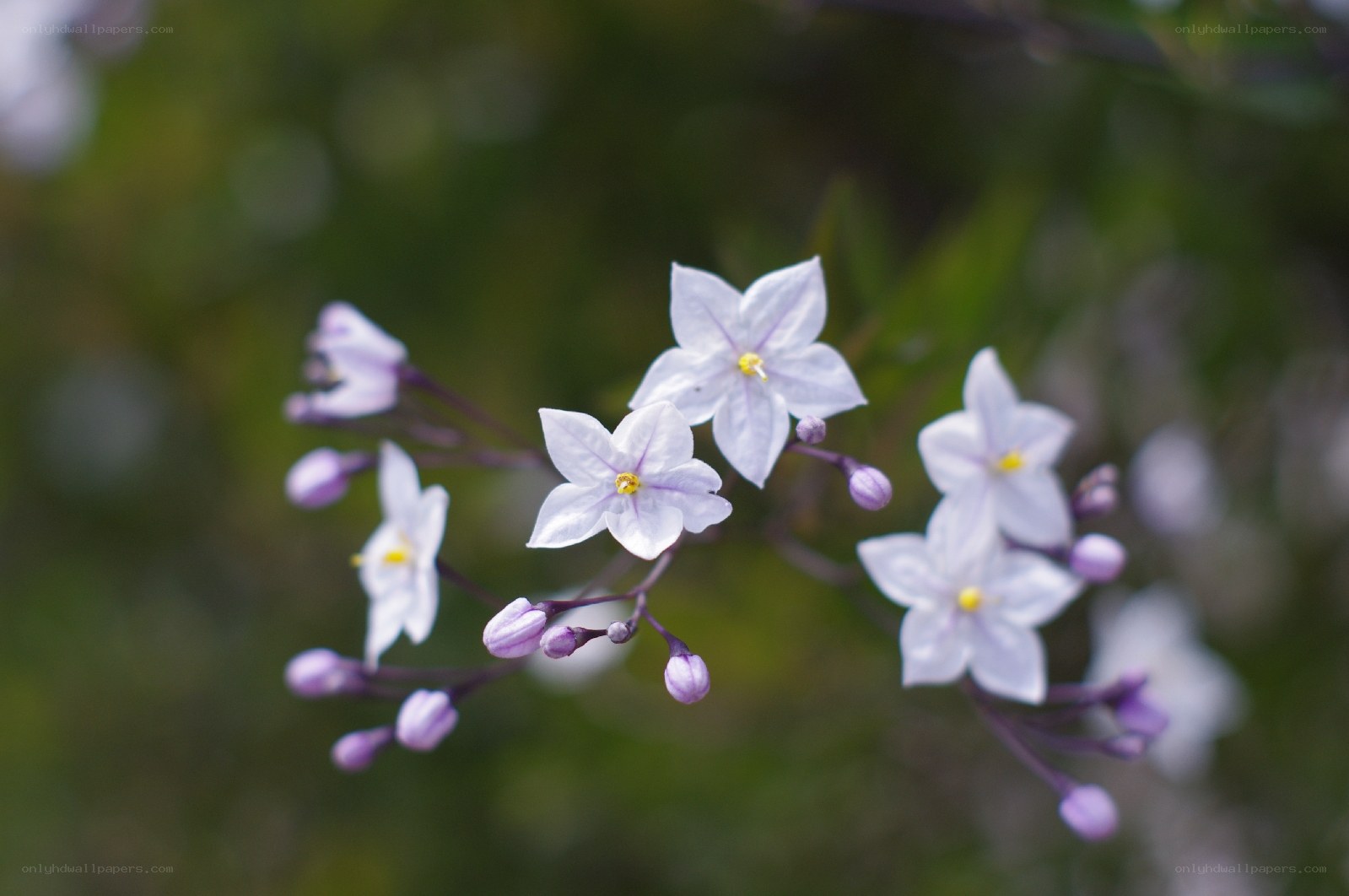 Purple star-shaped flowers