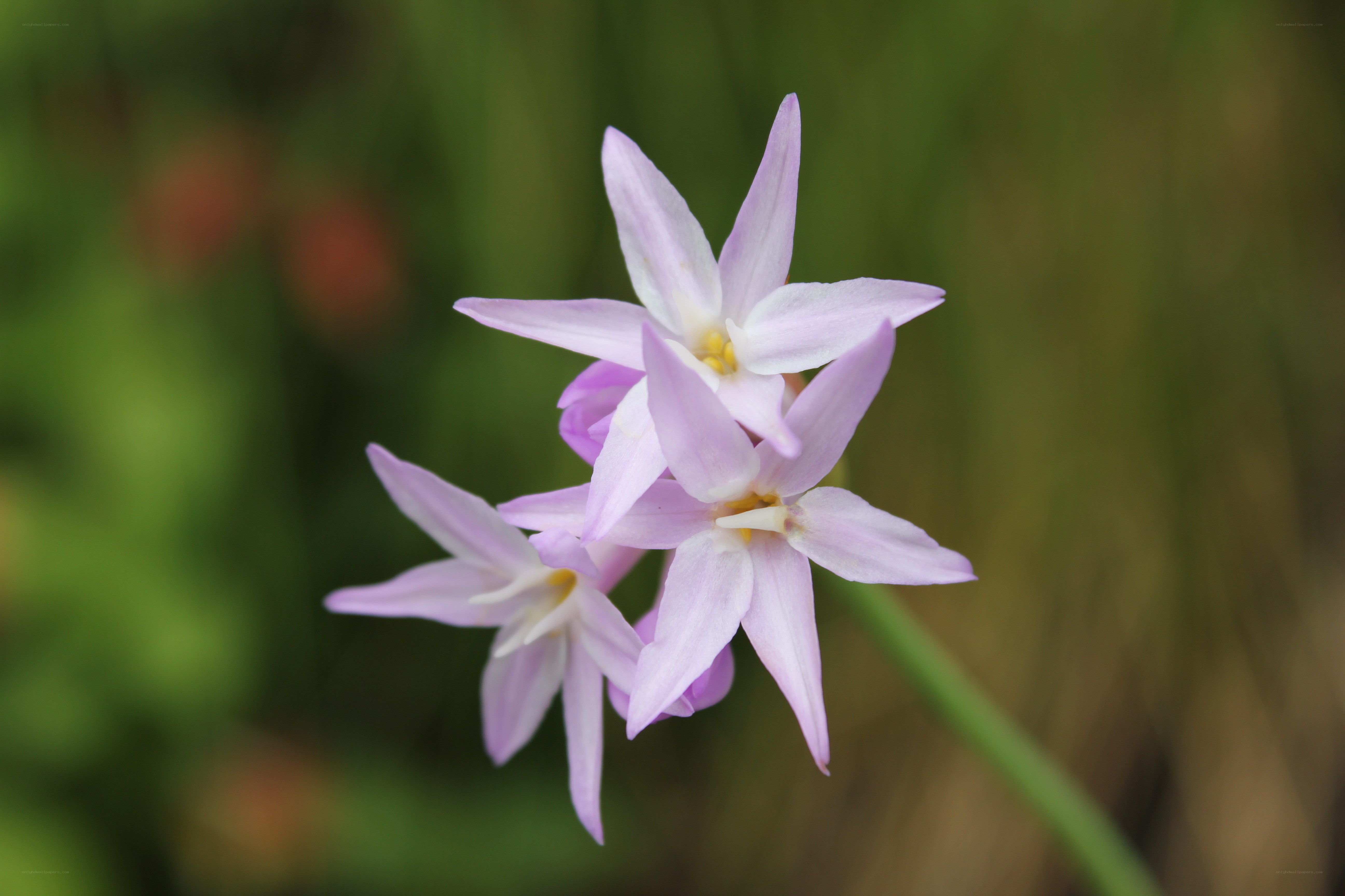 purple star-shaped flowers