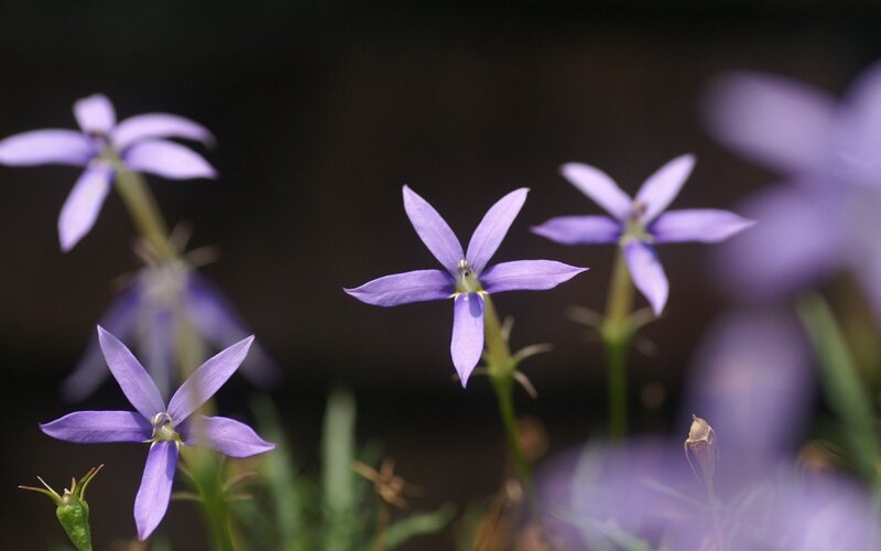 Purple star-shaped flowers