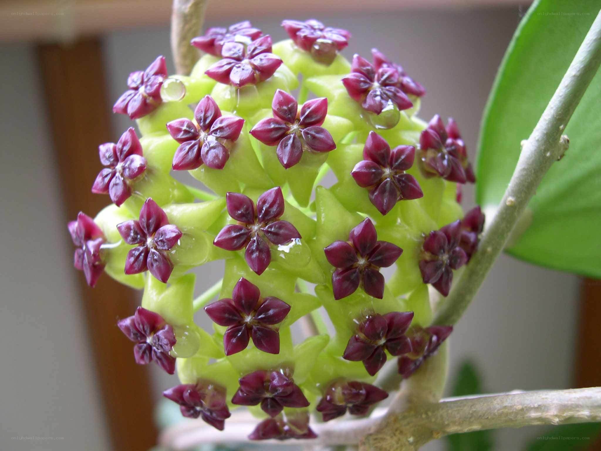 purple star-shaped flowers