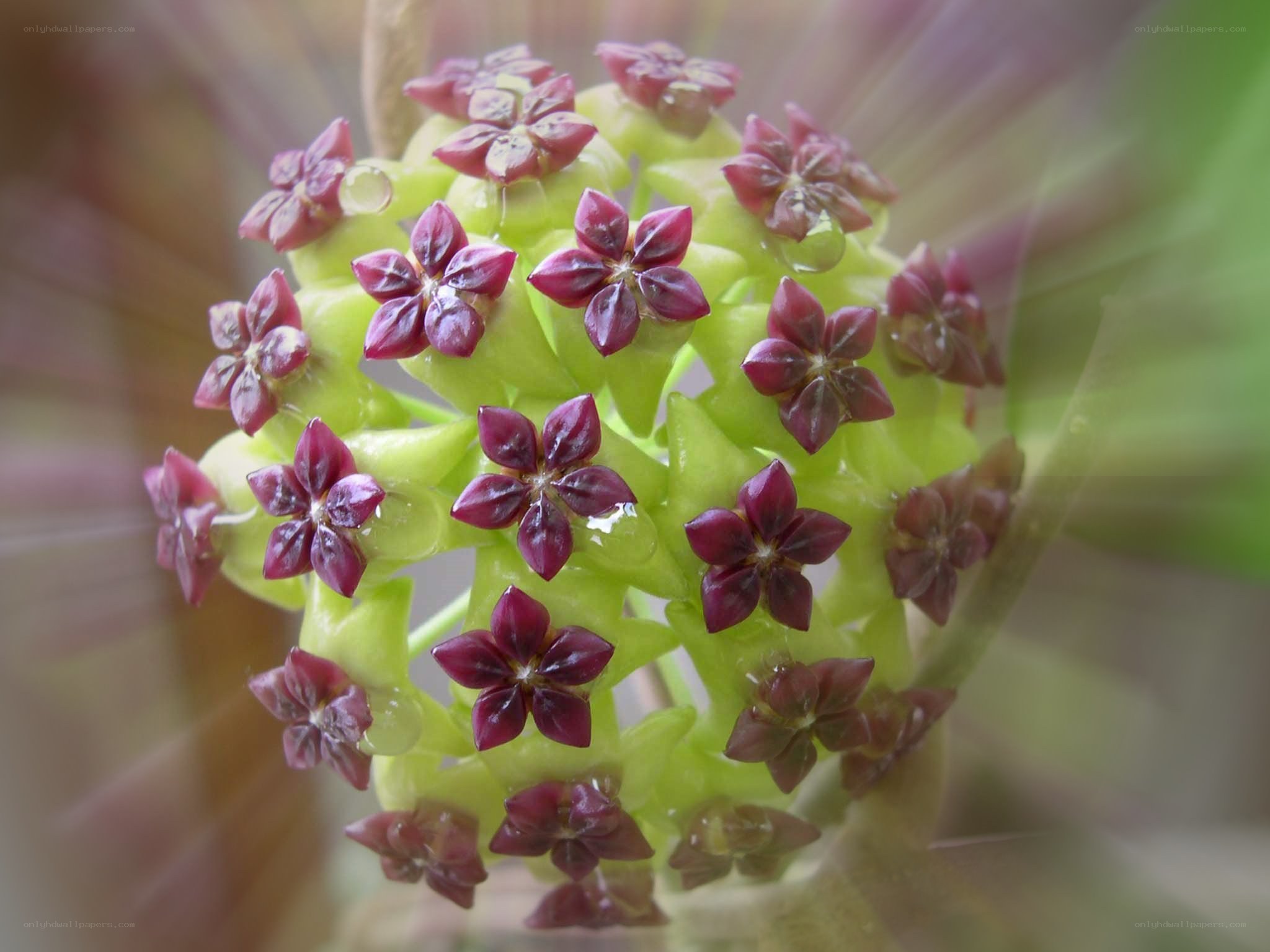 Purple star-shaped flowers