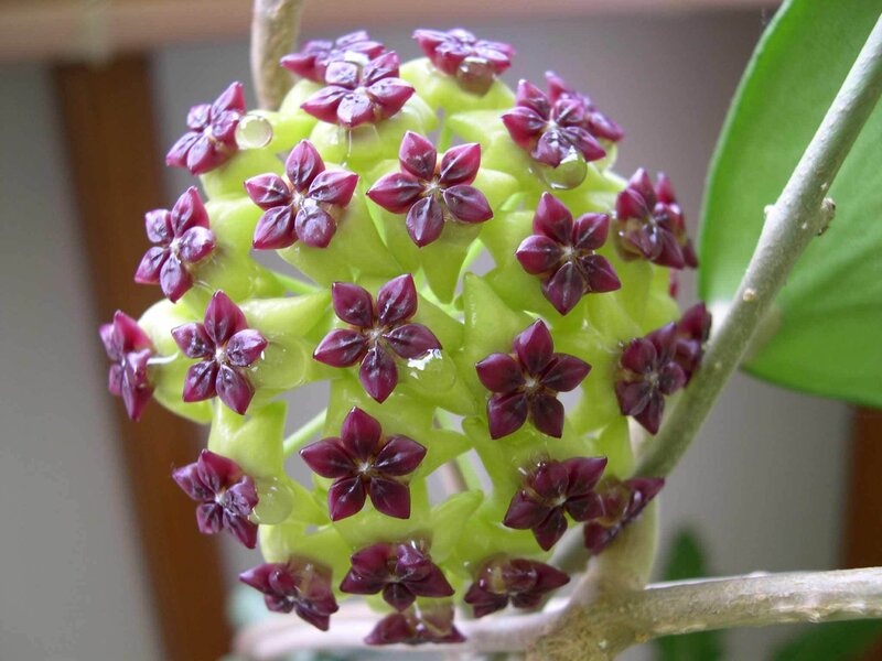 Purple Star-shaped Flowers — Calm, Photograph
