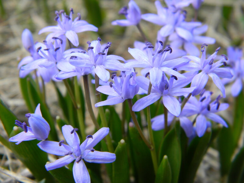 Purple Star-shaped Flowers — Calm, Spring