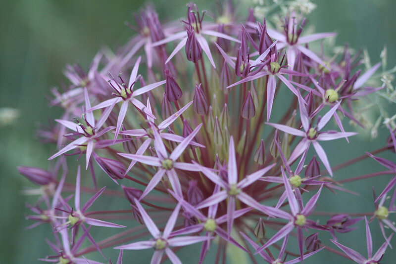 Purple Star-shaped Flowers — Calm