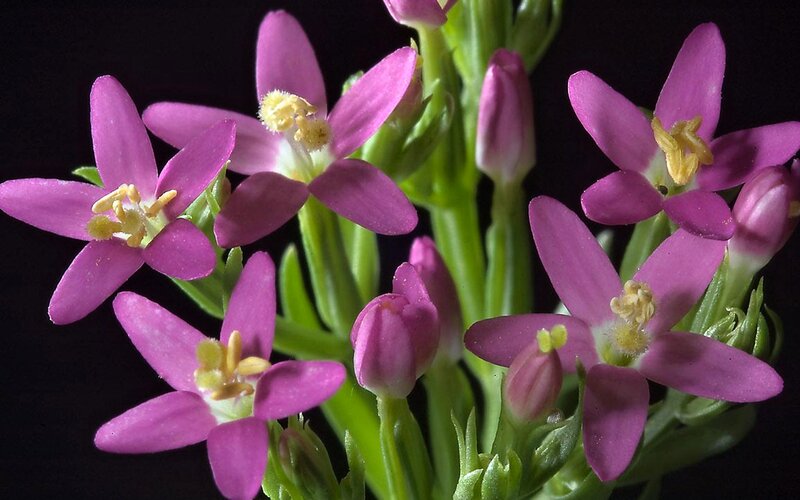 Purple Star-shaped Flowers — Dramatic, Photograph