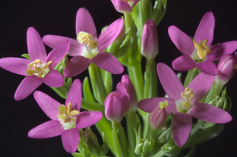 Purple Star-shaped Flowers — Dramatic