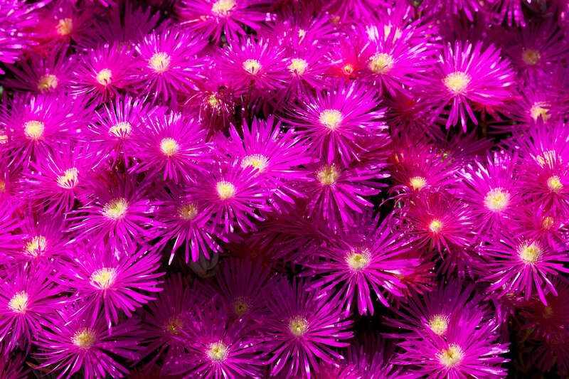 Purple Star-shaped Flowers — Magenta, Vibrant