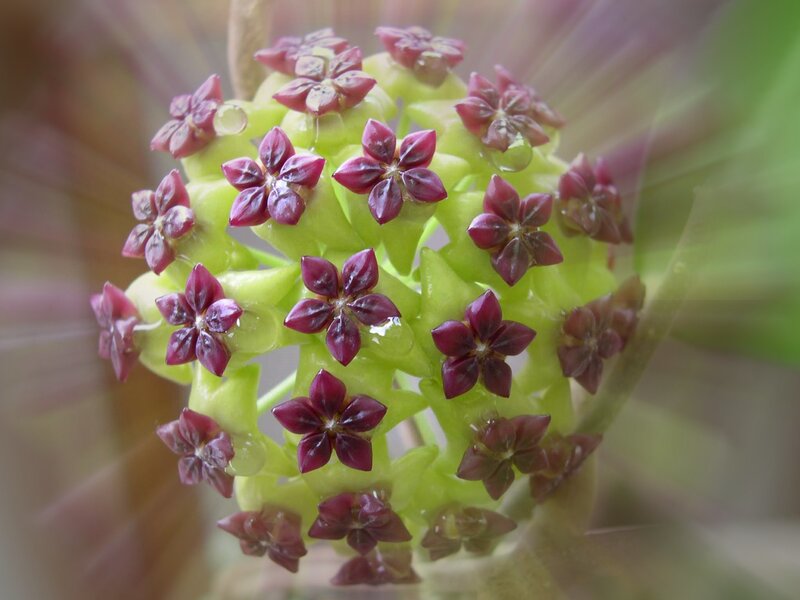 Purple Star-shaped Flowers — Serene, Photograph, Green Center