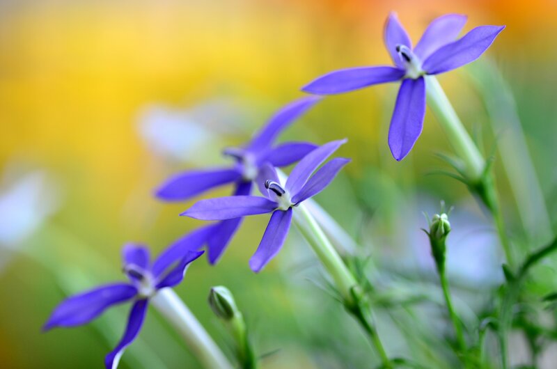 Purple Star-shaped Flowers — Serene, Spring, Photograph