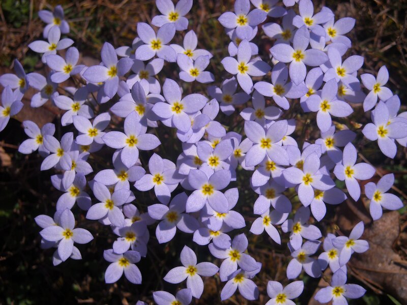 Purple Star-shaped Flowers — Serene, Spring