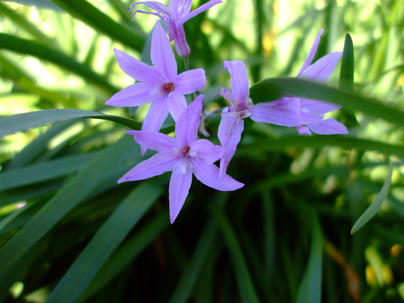 Purple Star-shaped Flowers — Serene