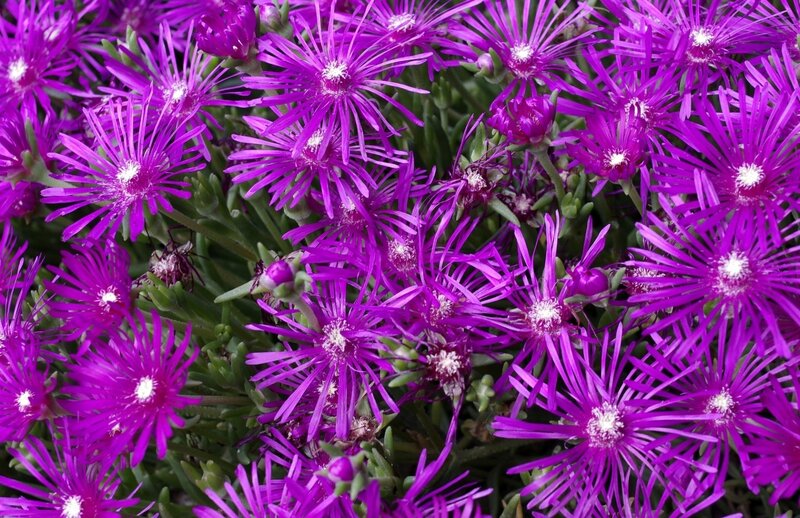 Purple Star-shaped Flowers — Vibrant, Photograph