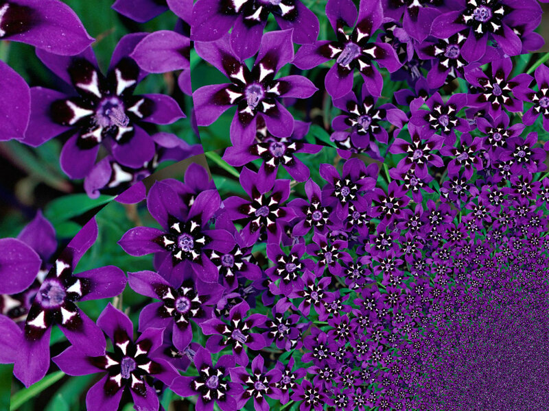 Purple Star-shaped Flowers — Vibrant